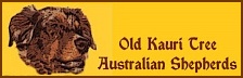 Old Kauri Tree_220
