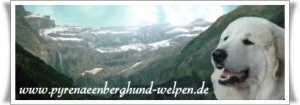 Pyrenaeenberghund_Welpen_b_edited0202