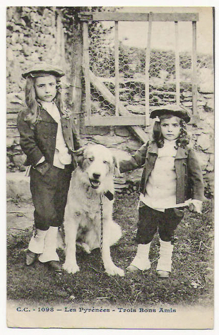 Pyrenenberghund Postkarte2